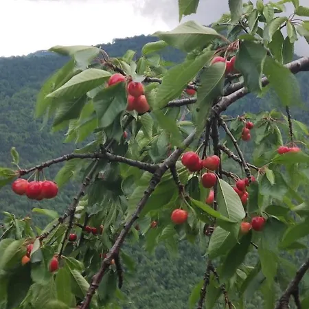 Art Razzamir * Ponte di Nava