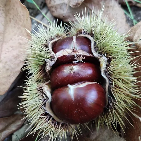 別荘 Art Razzamir *