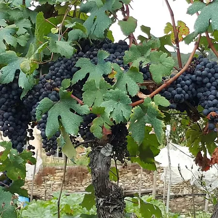 Art Razzamir Ponte di Nava