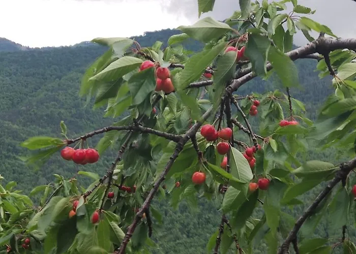 Art Razzamir * Ponte di Nava