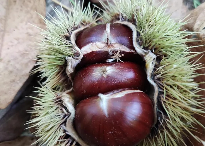 펜션 Art Razzamir *