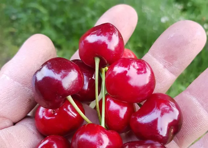 Art Razzamir 펜션 *