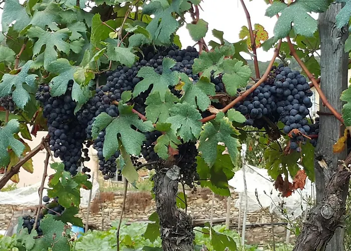 Art Razzamir Ponte di Nava